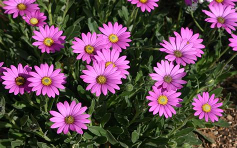 Flowers Osteospermum African Purple Daisy Повеќегодишни Plant