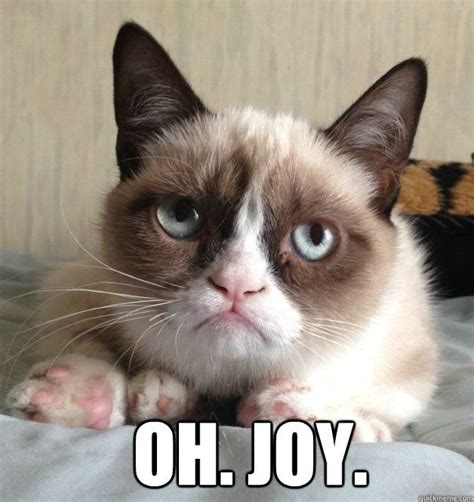 grumpy cat oh joy grumpy cat meme grumpy cat quotes grumpy cat humor