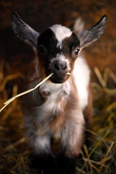 29 Funny Baby Goat Pictures That Show They Could Be The Most Adorable