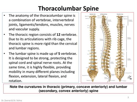 Thoracolumbar Spine Anatomy