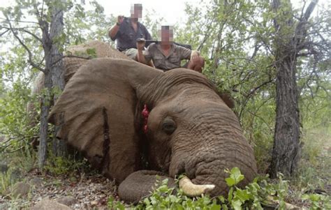Petition Reject Plan To Allow Trophy Hunting Of Botswanas Elephants
