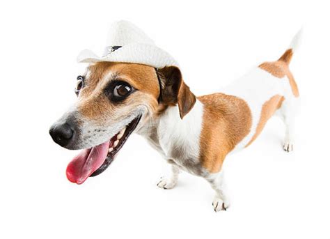 Dog Wearing Cowboy Hat Stock Photos Pictures And Royalty Free Images