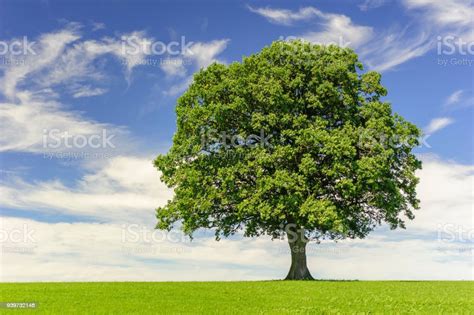 Single Big Oak Tree In Field With Perfect Treetop Stock Photo
