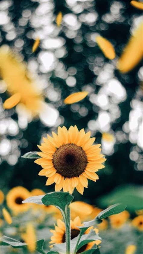 Share 70 Aesthetic Sunflower Wallpapers Incdgdbentre