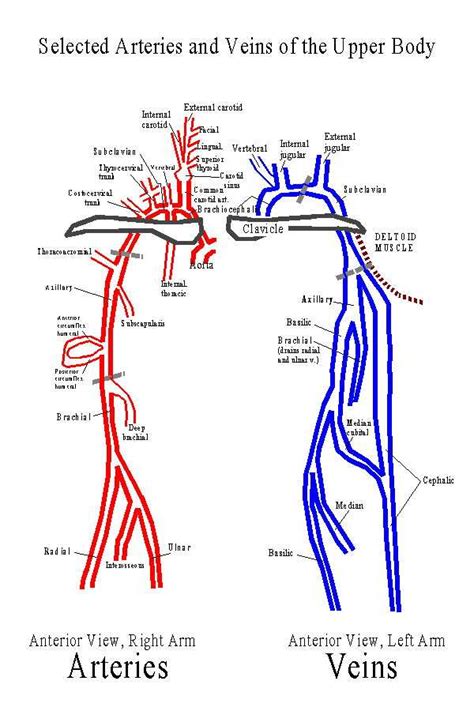 Upper Limb Artery