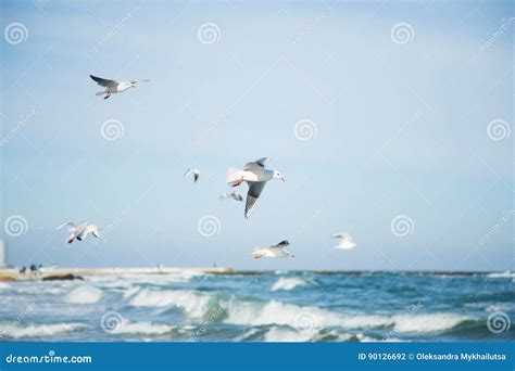 Flock Of Flying Seagulls In Blue Sky Under Sea Waves Stock Photo
