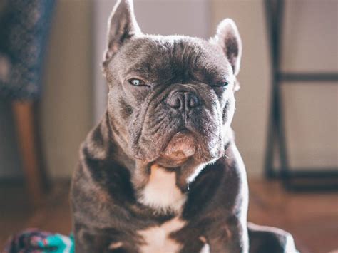 French Bulldog Aggression What Do You Need To Know