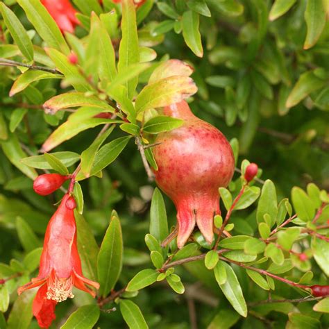 Go4plants Pomegranate Rare Giant Kandhari Anar Live Plant