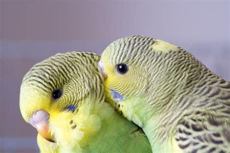 8 Top Small Pet Birds