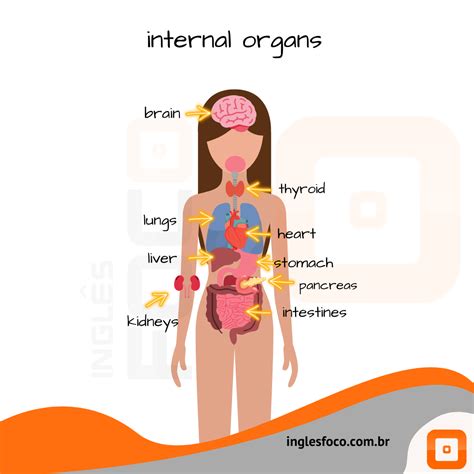 Orgao Língua Em Inglês