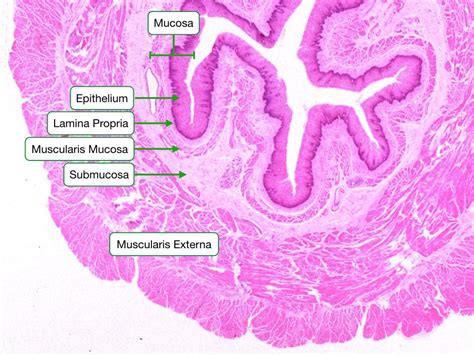 Histology Of The Gi Tract Lab 2022