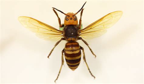 Murder Hornets Really Blog Science Museum Of Virginia
