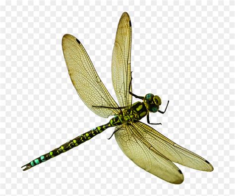 Dragonfly Png Download Transparent Dragonfly Png Png Download