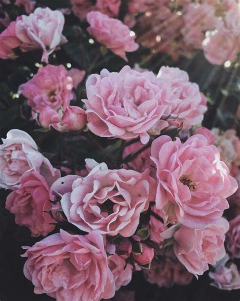 Flowers • Rose • Pink • Vsco • Nature • Danoial Flowers