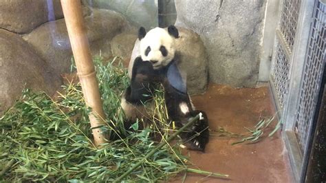 Giant Panda Memphis Zoo Youtube