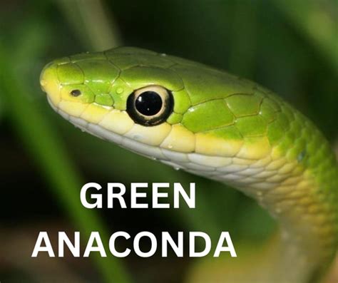 Green Anaconda Animals Super Store