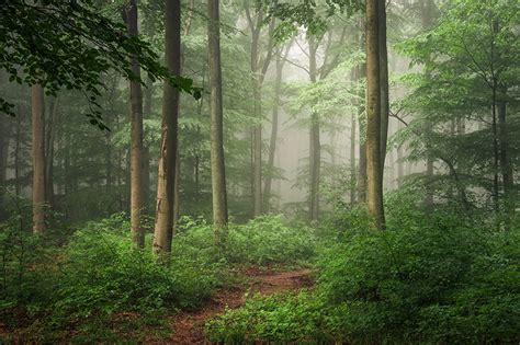 Fondos De Pantalla Bosques Alemania Hilberath El Tronco Niebla árboles