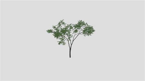 Tree 3 Am207 Archmodel Buy Royalty Free 3d Model By Evermotion