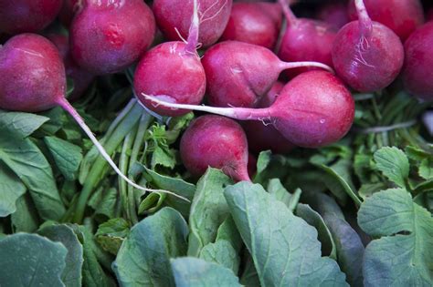 How To Grow Turnips