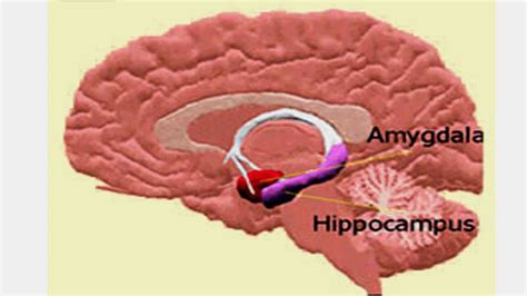 Neurofeedback Management Of The Anxiety Disorders Nfb Protocols
