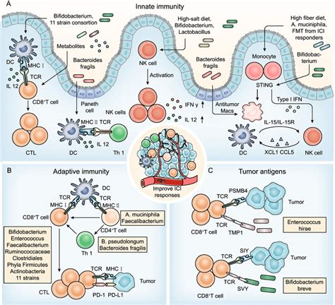 The Gut Microbiota Modulate Innate Immunity Adaptive Immunity And