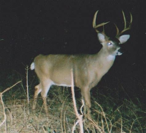 Some Nice Hoosier National Forest Bucks Indiana Sportsman Your
