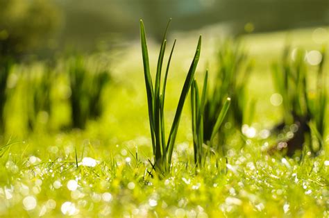 Spring Free Stock Photo Public Domain Pictures