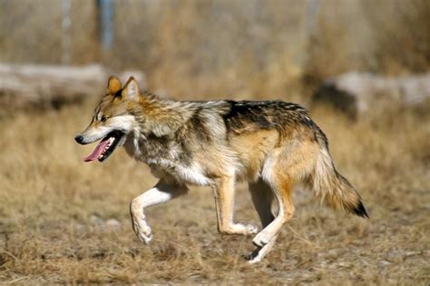 Captive Mexican Wolf At Sevilleta National Wildlife Refuge New Mexico