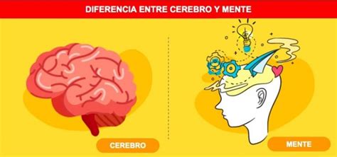 Conoce La Diferencia Entre El Cerebro Y La Mente No Son Lo Mismo My