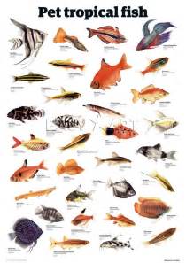 Pet tropical fish Art Print by Guardian Wallchart