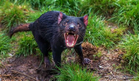 The Deadliest Animals In Australia That Everyone Should Steer Clear Of