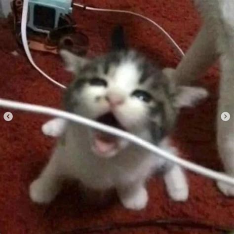 Cursed Cats Tumblrviewer