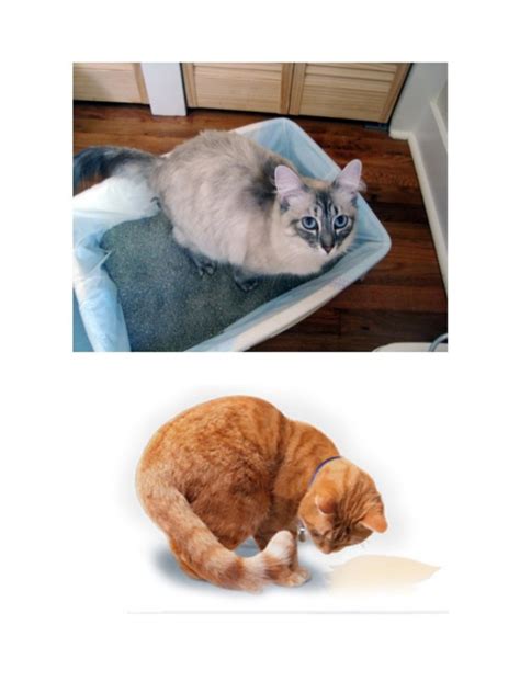 It not unheard of cats using carpets as their toilet. Cat pee, how to get cat urine smell out of carpet, cat ...