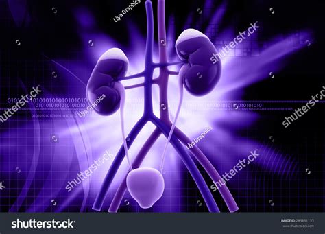 Human Kidney Structure Stock Illustration 283861133 - Shutterstock