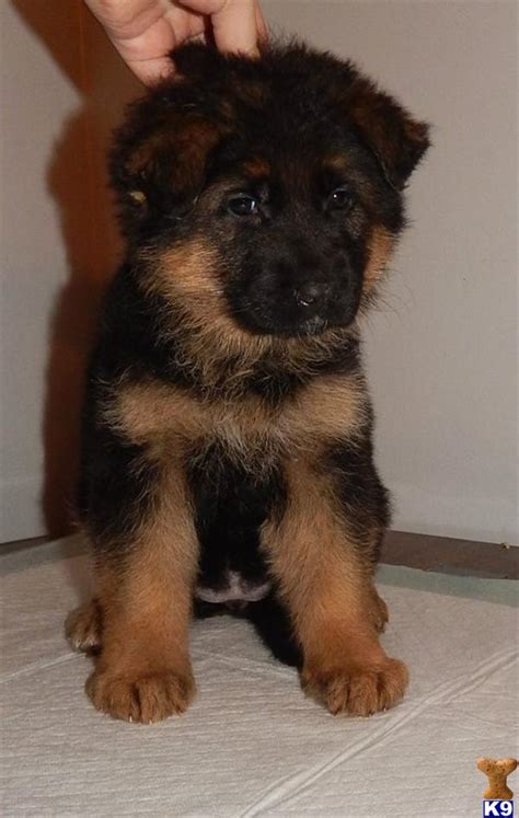 German Shepherd Puppy For Sale Beautiful Deep Black And Red Female