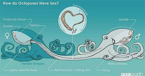 Octopus Sex Is Kind Of A Mind Fuck Imgur