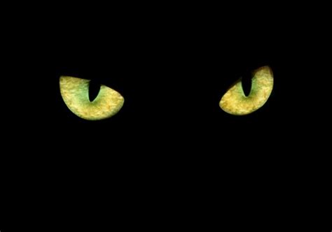 Can Cats See In The Dark How Cats Eyes Work Texvetpets