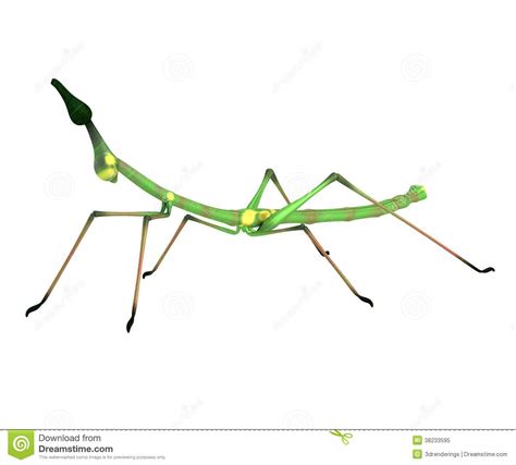 Render Of Stick Insect Stock Illustration Illustration Of Graphics