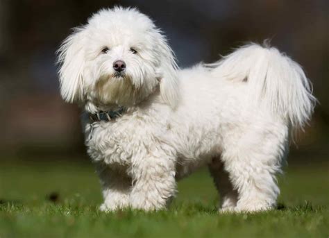 Coton De Tulear Prices In 2024 Purchase Cost Vet Bills And More