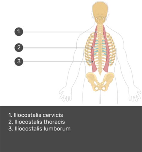 Iliocostalis Thoracis Muscle Origin Insertion And Action Getbodysmart