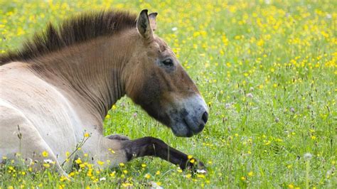 Horses Can Sleep Both Standing Up And Lying Down