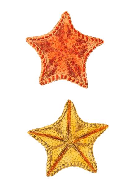 Vintage Illustration Starfish Free Stock Photo Public Domain Pictures