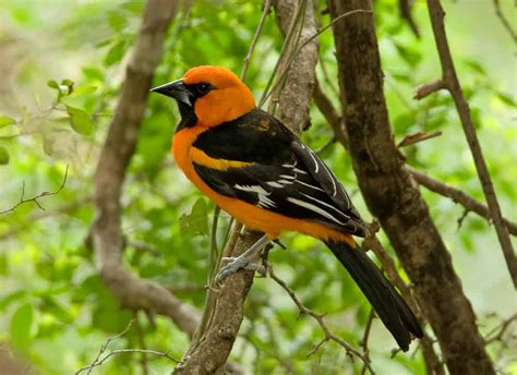 View All 9 Types Of Oriole Birds Unianimal