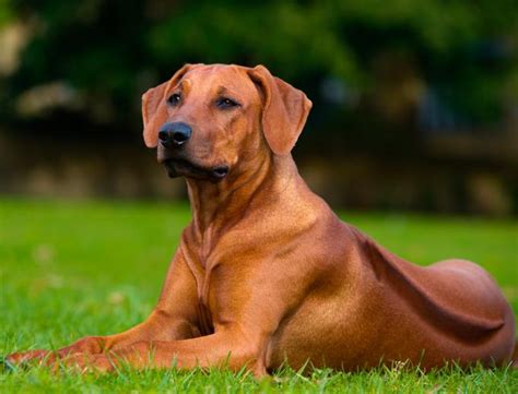 Free Download Hd Wallpaper Adult Tan Redbone Coonhound Rhodesian