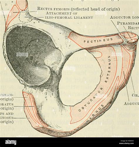 Cunninghams Lehrbuch Der Anatomie Anatomie Die HÜftknochen 233