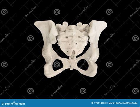 Pelvis Human Skeleton Female Pelvic Bone Anatomy Hip 3d Artwork