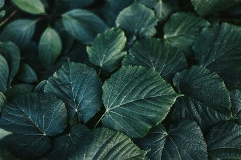 Dark Green Leaves Featuring Leaves Background And Dark Abstract
