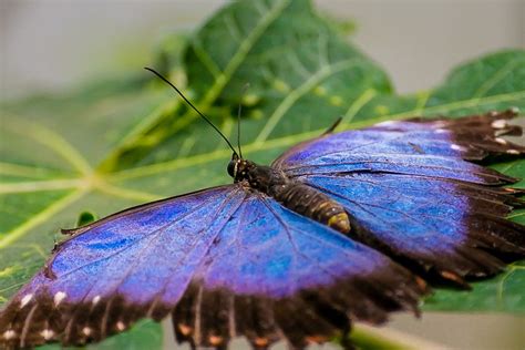 Blue Morpho Butterfly By Andy Mcgarry On 500px With