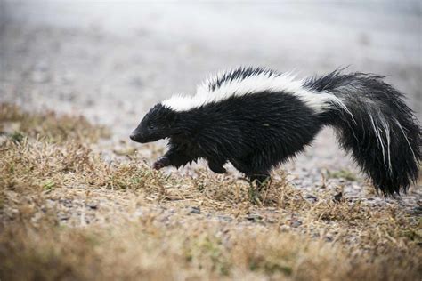 Pet Skunks Are Relatively New In The Pet World So Figuring Out What To