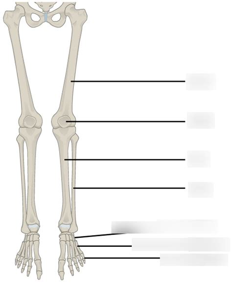 Bones Of The Lower Leg And Foot Diagram Quizlet
